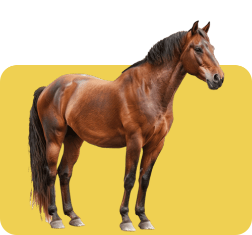 CAVALO