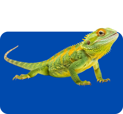 IGUANA